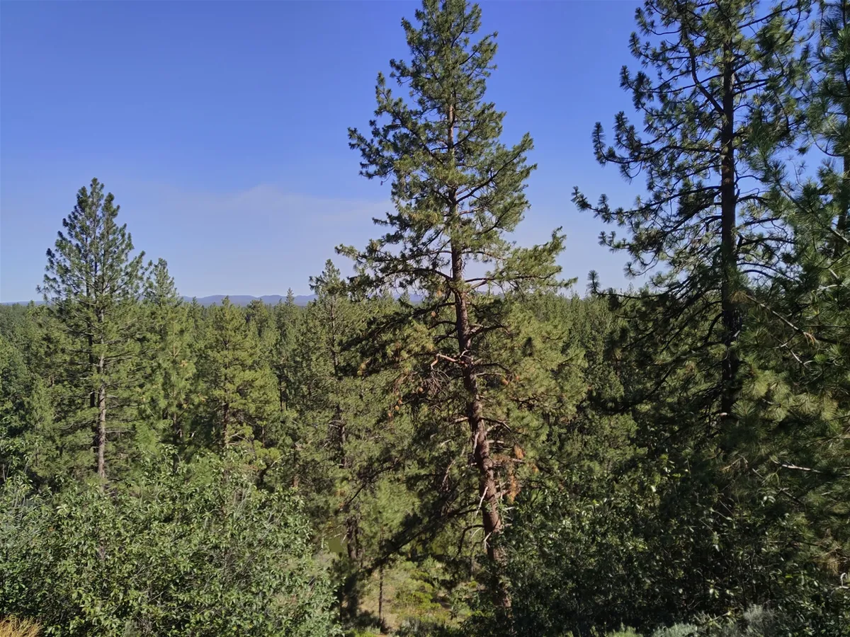 A sweeping view of tall pine trees and dense forest beneath a clear blue sky, capturing the tranquil beauty of the Pacific Northwest wilderness. Sunlight filters through the trees, suggesting early morning or late afternoon, and the open terrain invites outdoor exploration.
