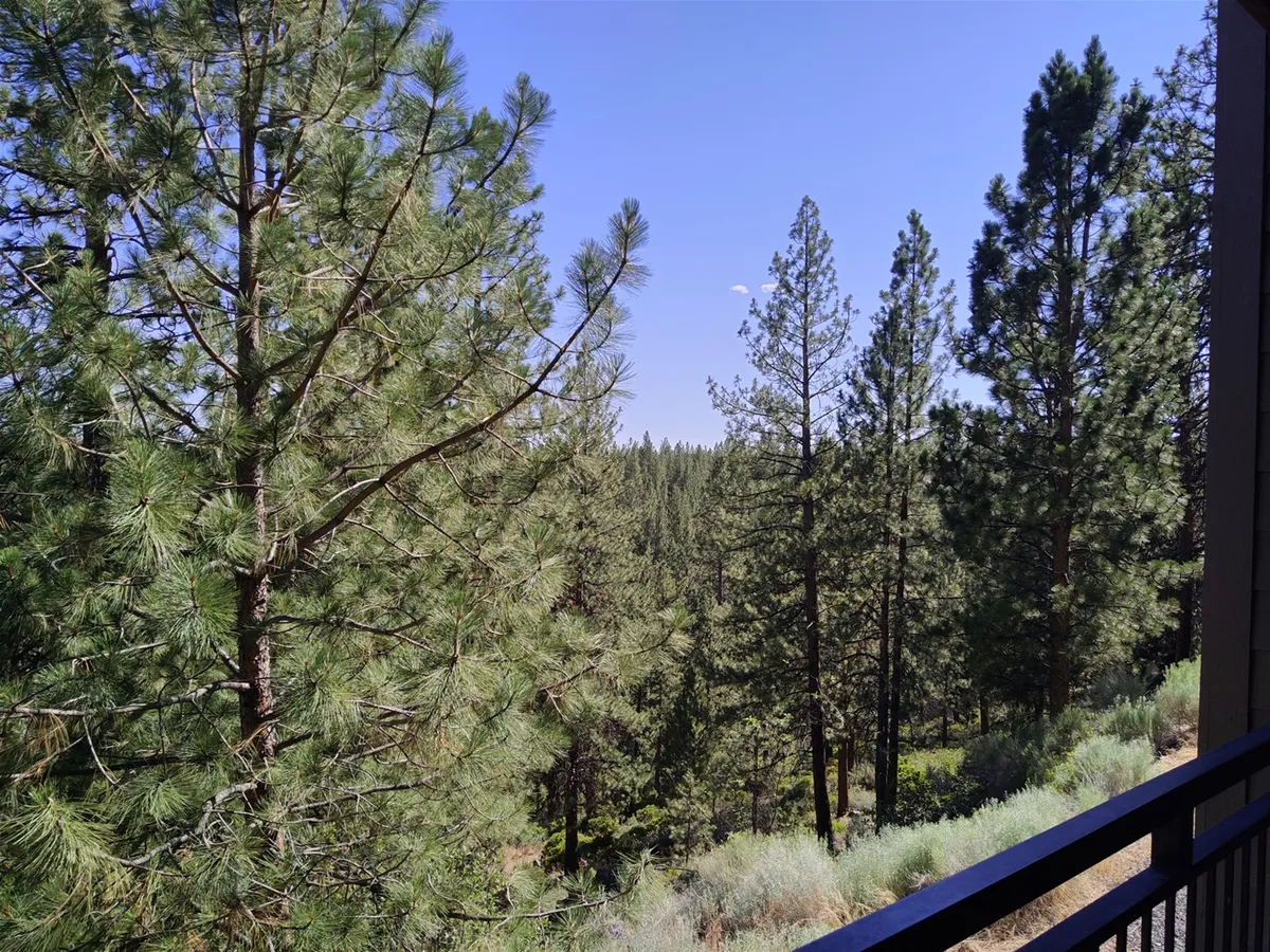 A sweeping view of tall pine trees and a distant forest beneath a bright blue sky, evoking the natural beauty and mountain adventure waiting just minutes from your door.